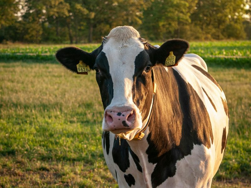 jorien loman 00yd5qlyagu unsplash